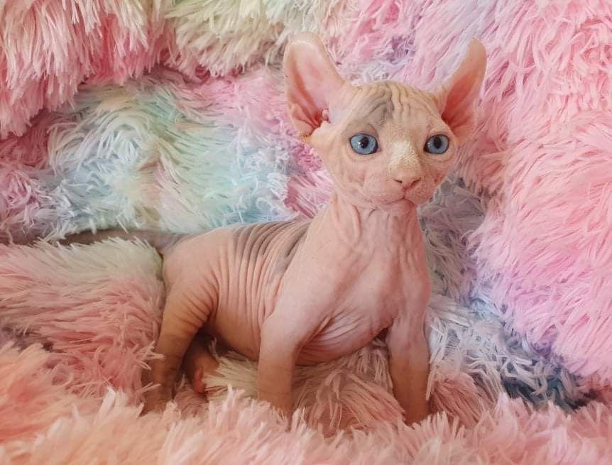 Sphynx Cat on blanket Breeders QLD  ANCATS registered cattery Born Bold