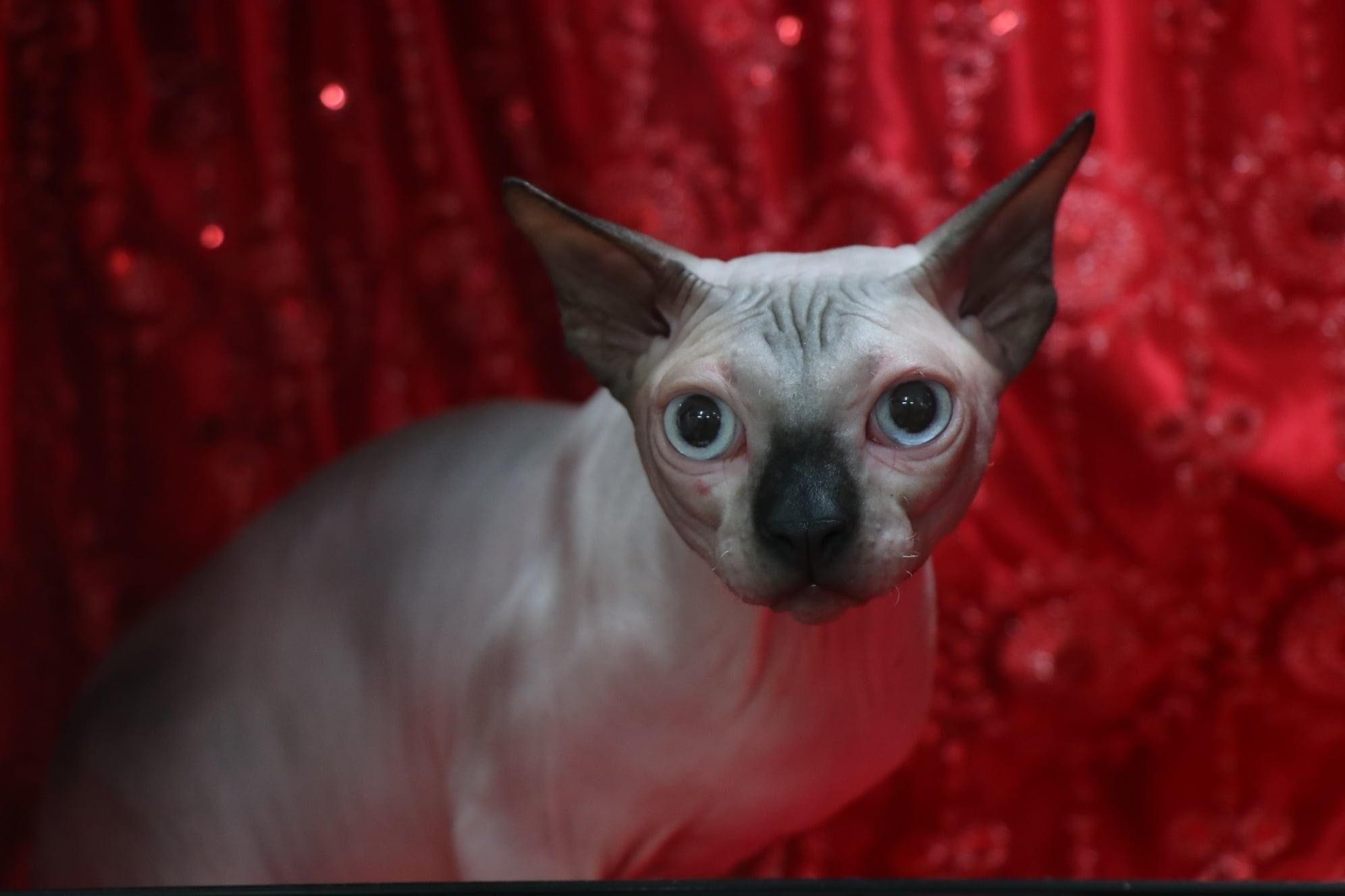 Sphynx on red background Cat Breeders QLD  ANCATS registered cattery Born Bold