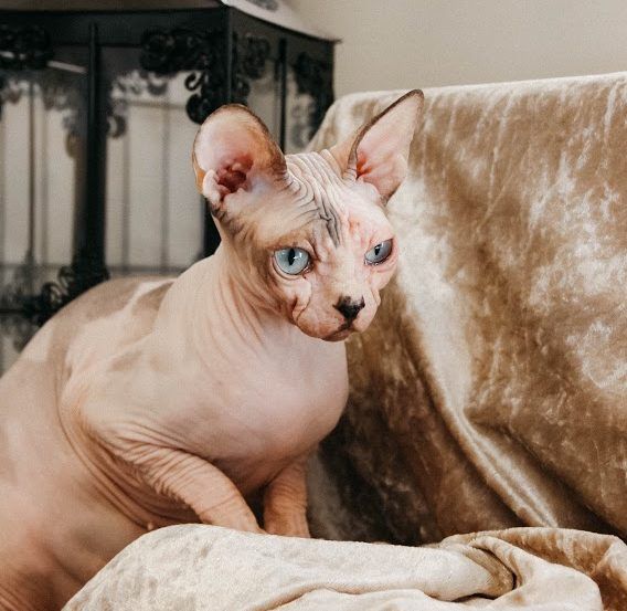 Born Bold Cat Stud Sphynx Cattery of Excellence Sphynx Cats For Sale