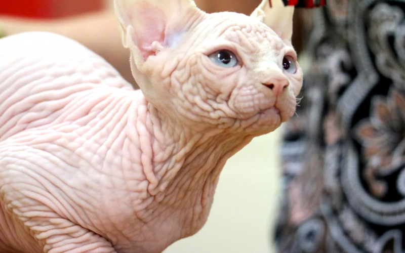 Sphynx Cats For Sale Cattery Breeders QLD  ANCATS registered cattery