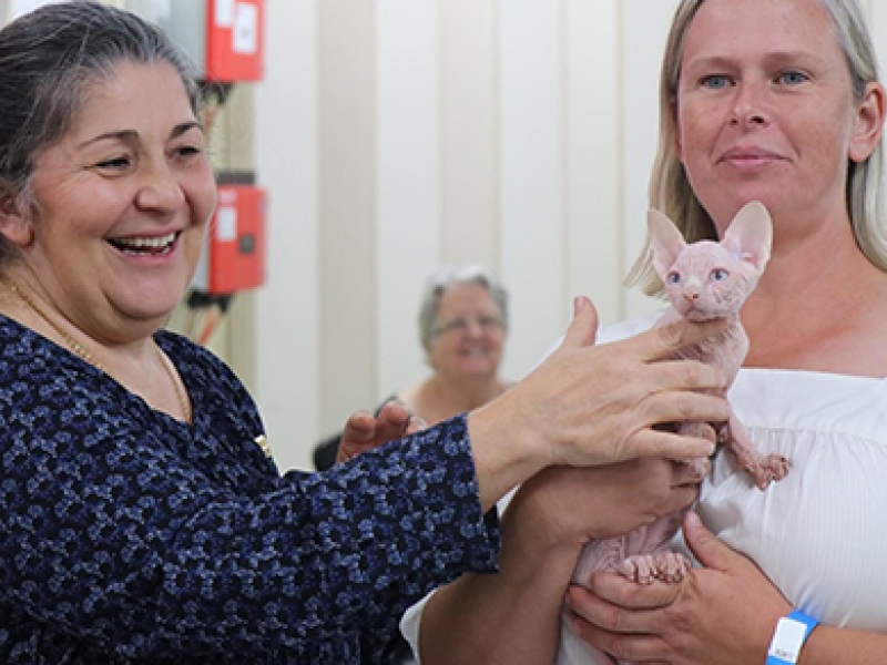 Jane Cockerton holding sphinx kitten Cattery of Excellence Meet Our Kittens ANCATS Breeder Queensland Born Bold