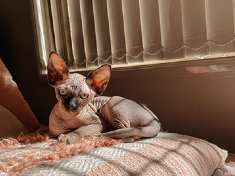 sphinx kitten in the sun Cattery of Excellence Meet Our Kittens ANCATS Breeder Queensland Born Bold