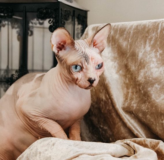 Born Bold Sphynx breeding queen relaxing while her kittens are photographed