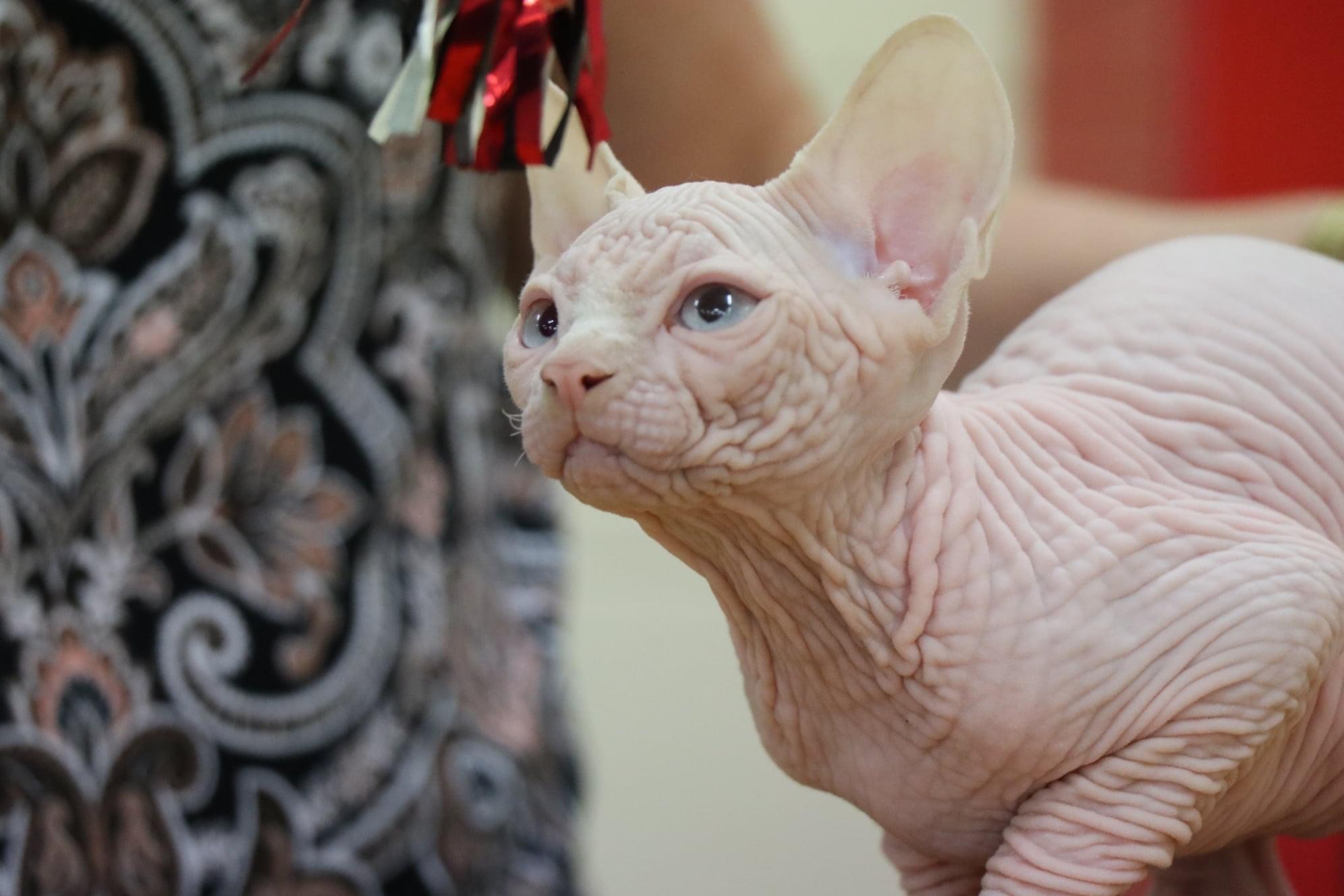 Award-winning Born Bold Demetrios Sphynx stud representing exceptional breed type, health and temperament.
