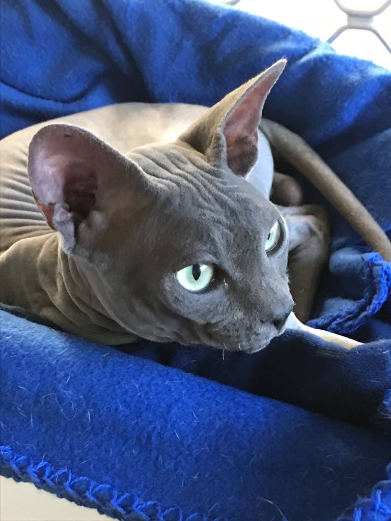 Best Show RU Sphynx breeding stud relaxing at home after daily enrichment and social interaction.