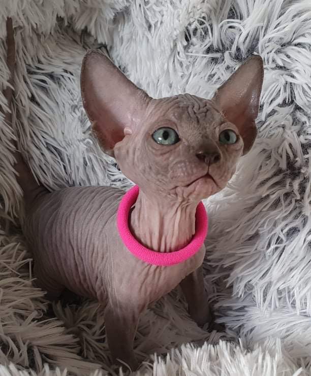 Born Bold Sphynx breeding queen relaxing at home after health testing and early motherhood care.