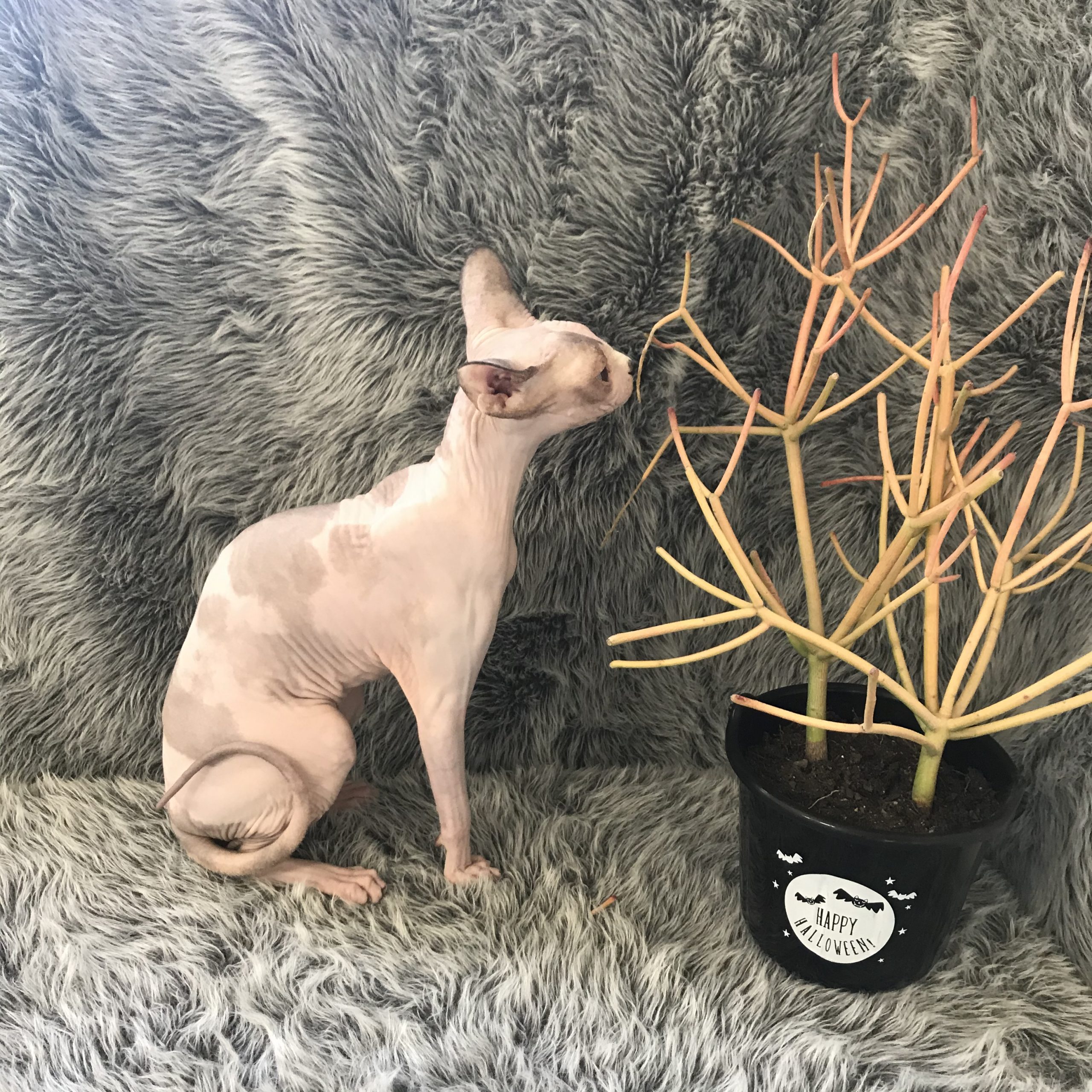 Born Bold Sphynx breeding queen relaxing at home after health testing and early motherhood care.