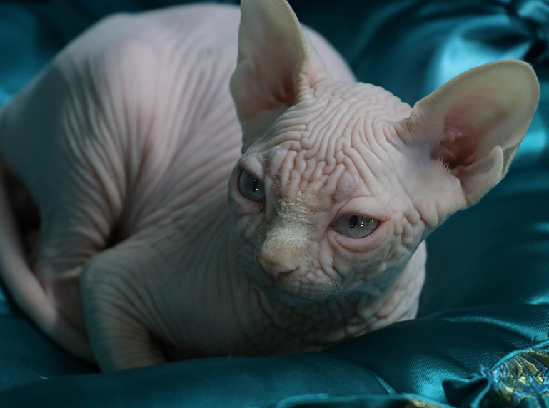 Born Bold Demetrios Sphynx breeding stud relaxing at home after daily enrichment and social interaction.