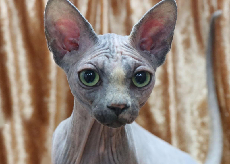 Born Bold Sphynx breeding queen relaxing at a show