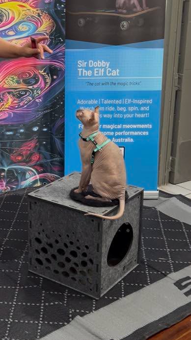 Kreature performing alongside Sir Dobby at Townsville Cat Expo.