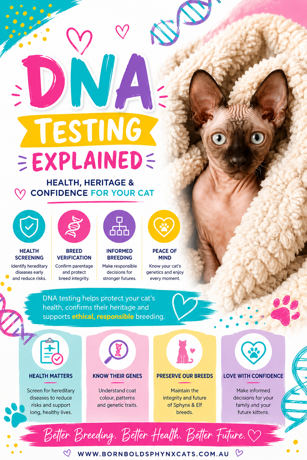 Kitten with DNA, all cats here at Born Bold are DNA screened before breeding