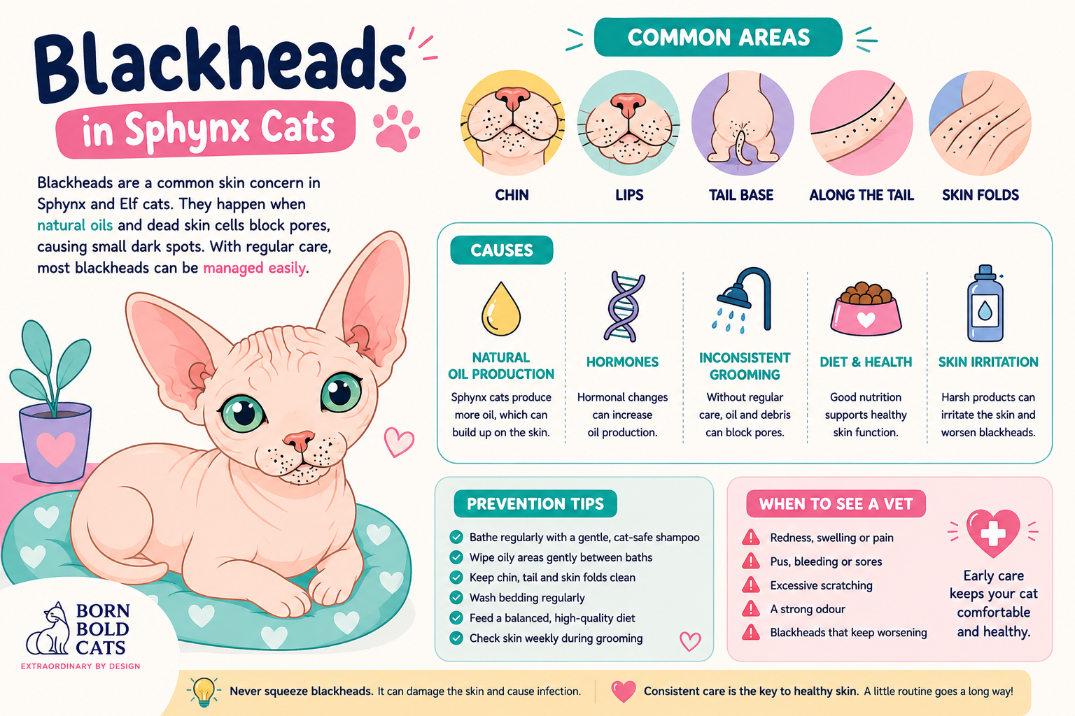 Born Bold Cartoon image of Sphynx with blackheads