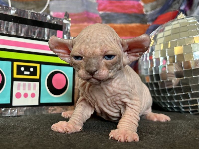Elf Kitten at 5 weeks old