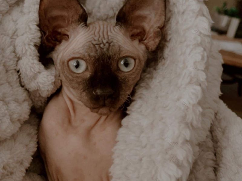 Sphynx kitten in her new home