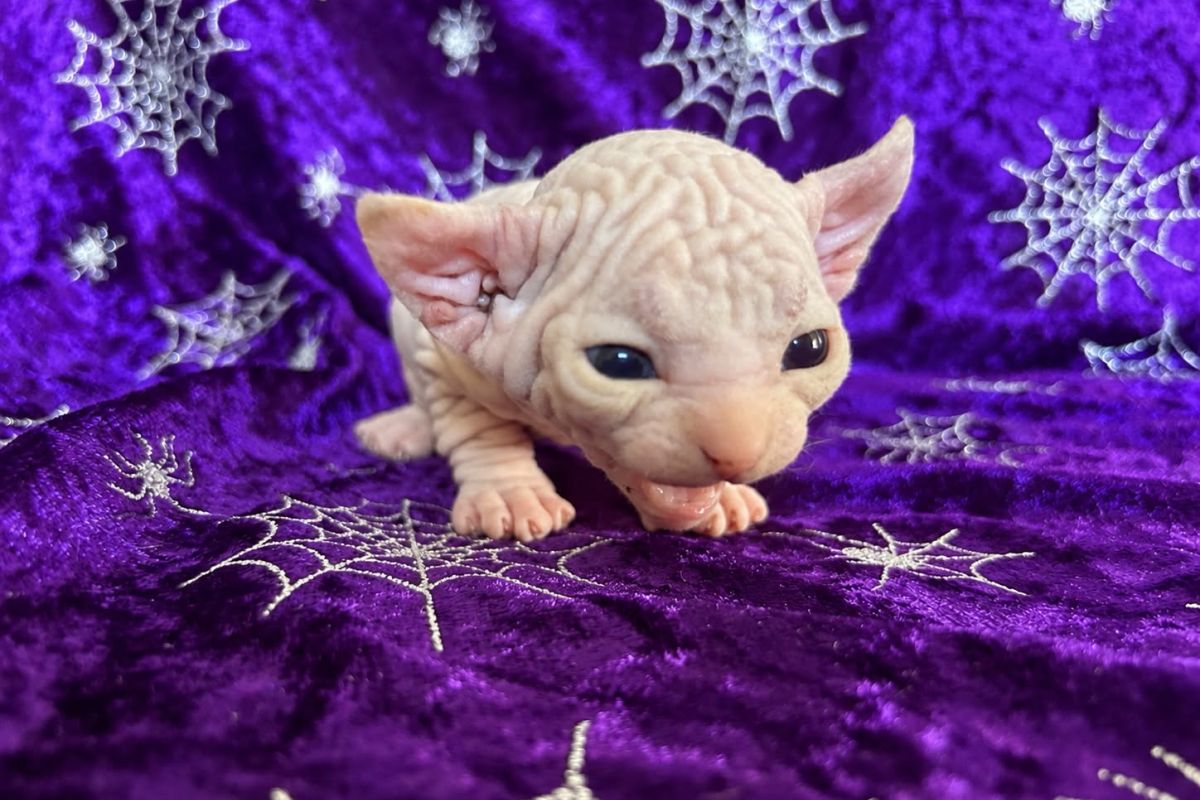 Elf kitten for sale Queensland – Born Bold Cats