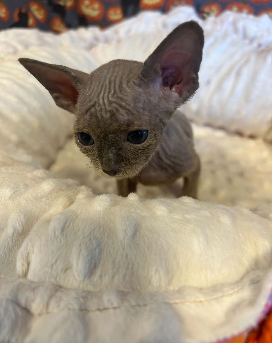 Blue and White Sphynx Girl