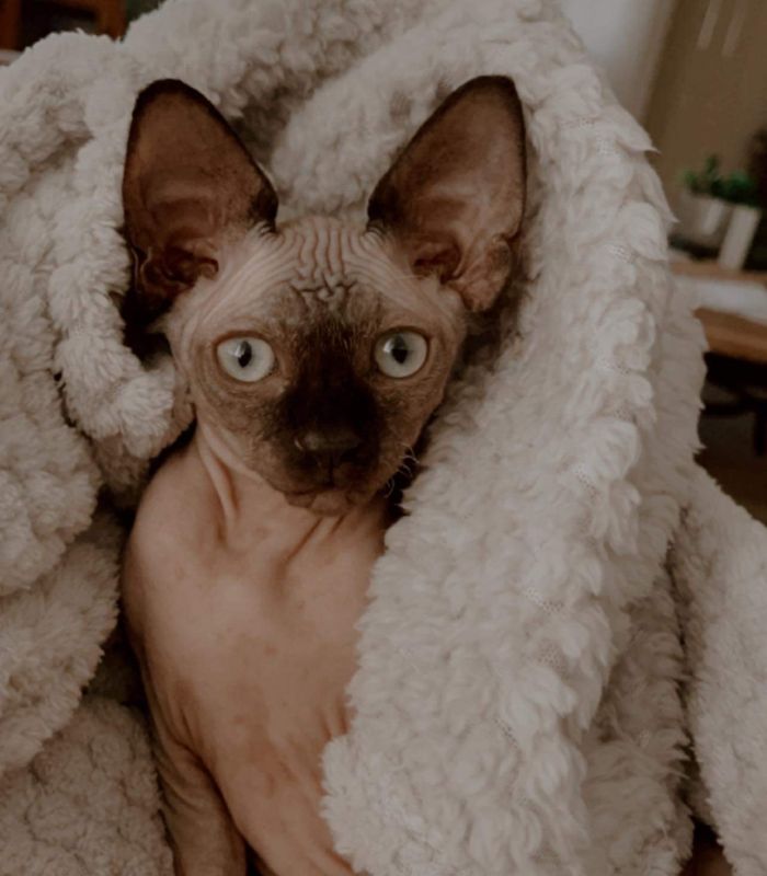 Born Bold Sphynx kitten relaxing in a soft blanket at our Australian cattery
