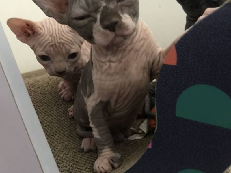 Litter of Sphynx kittens at 10 weeks old