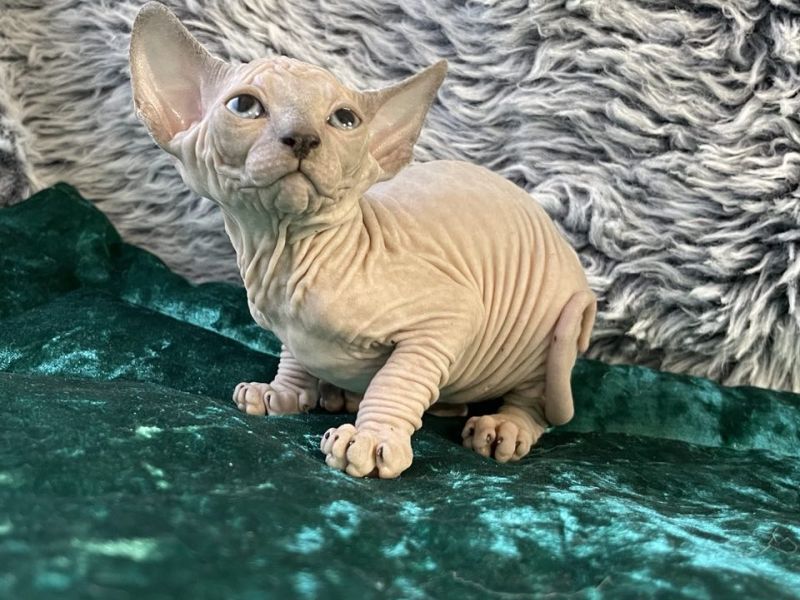 Blue Sepia Sphynx kitten