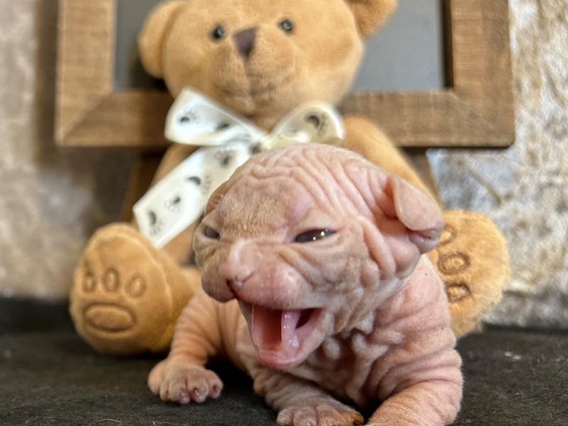 Ver loud 2 weeks old Sphynx kitten
