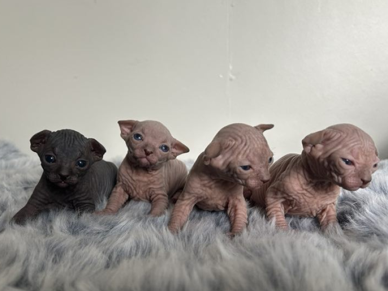 Litter of Sphynx kittens at 3 weeks old