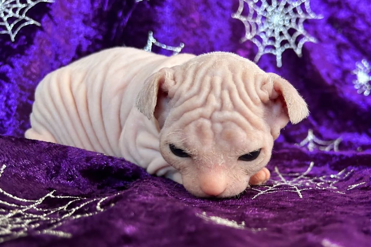 Sphynx kitten Queensland – Born Bold Cats