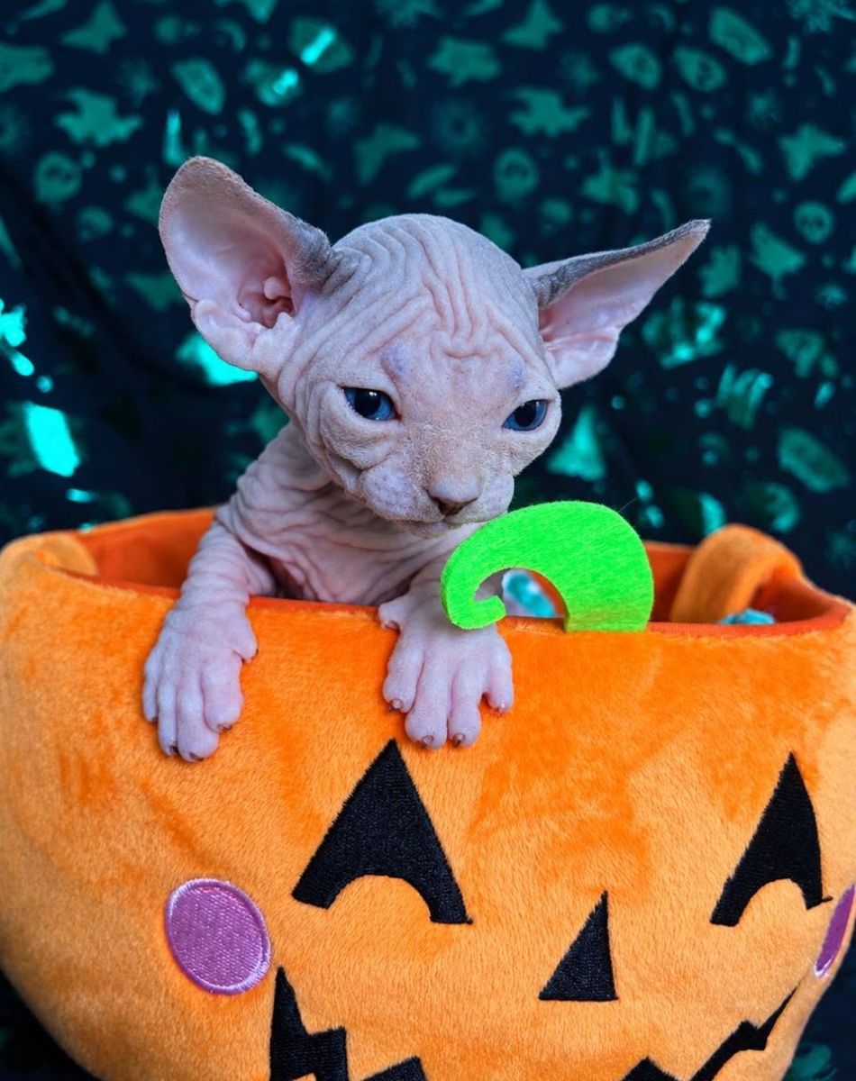 Blue and white Sphynx kitten Queensland – Born Bold Cats AP5